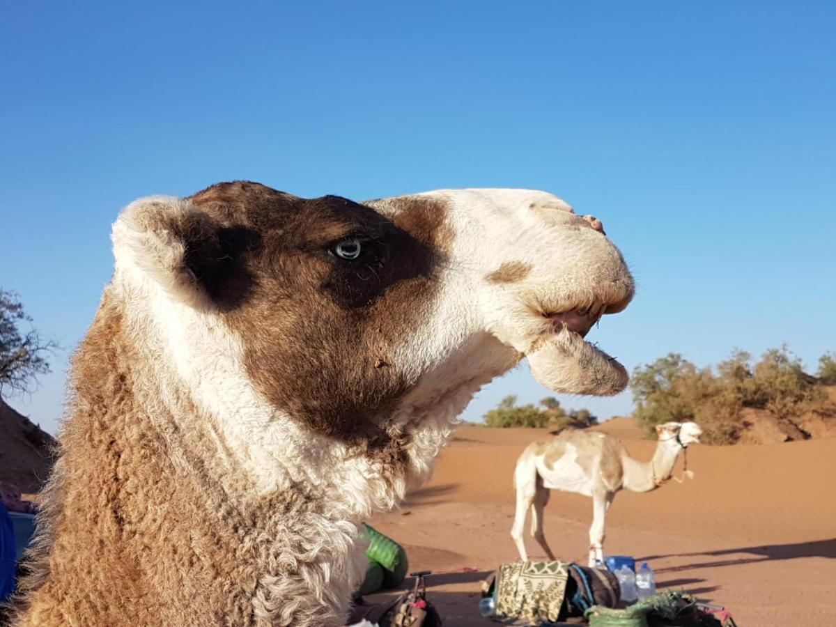 マハミド Erg Chegaga Nomad Tour Bed & Breakfast エクステリア 写真